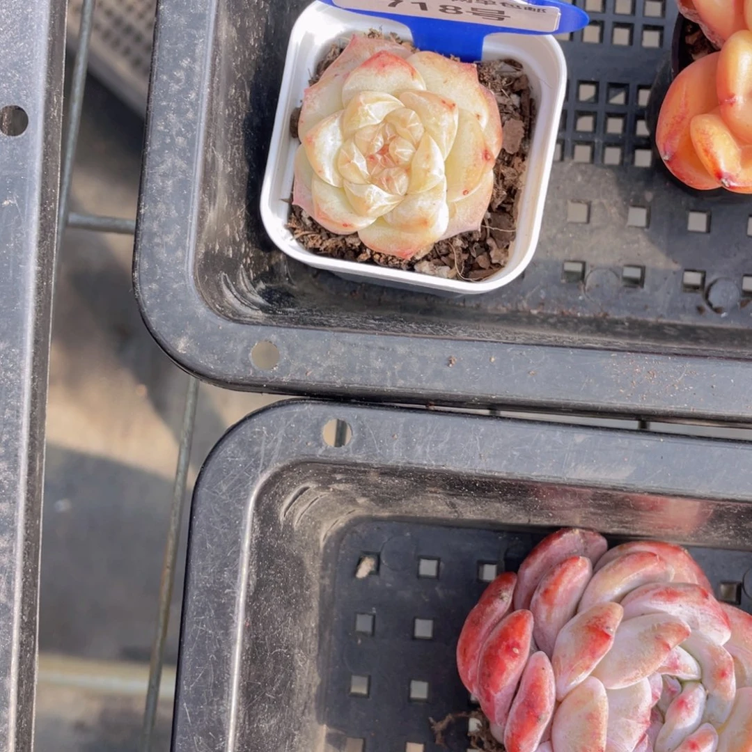 718号优选粉钻单头一个