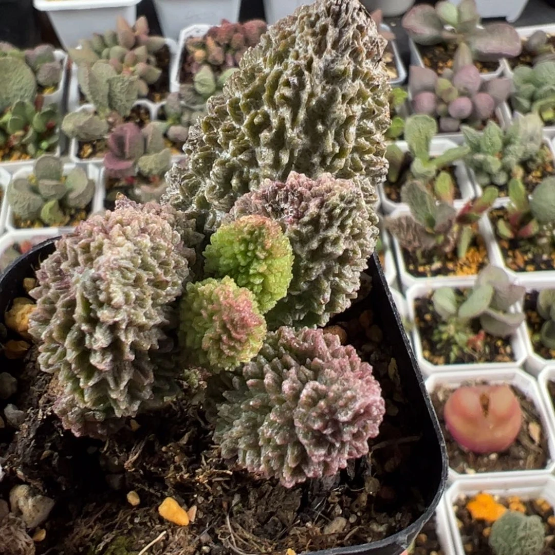 巨尤朱紫玉多肉植物水泡