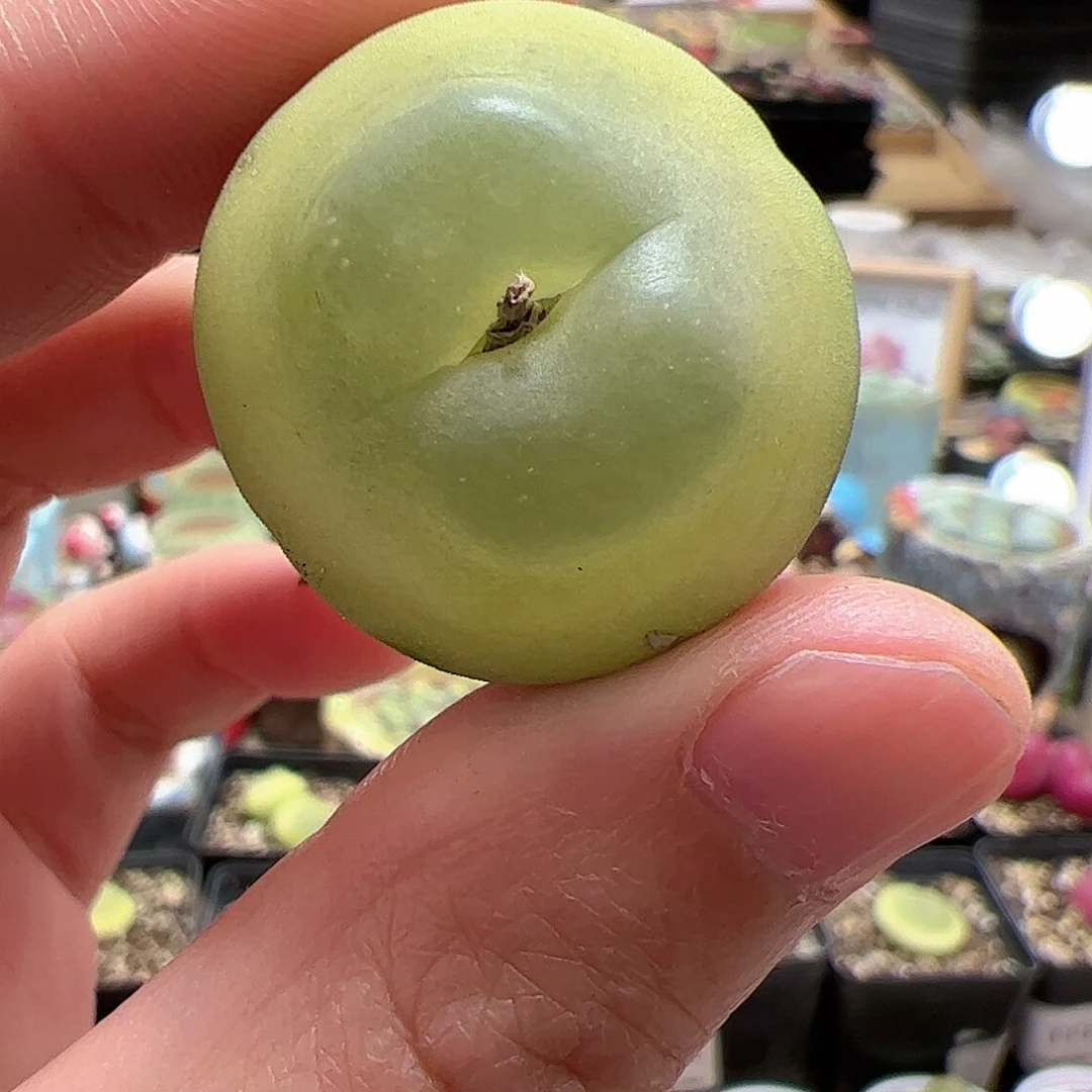 【闪购商品】1 开播福利