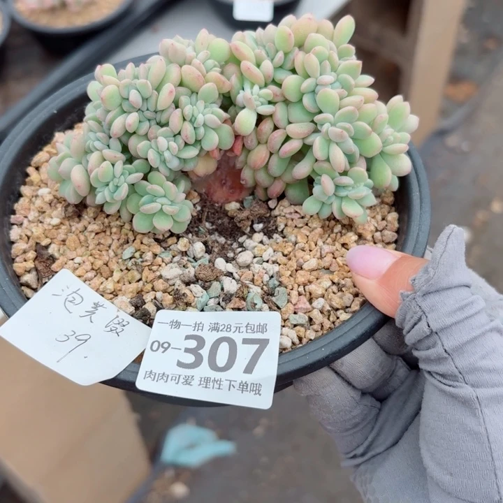 A***露泡芙缀化多肉无盆土，我