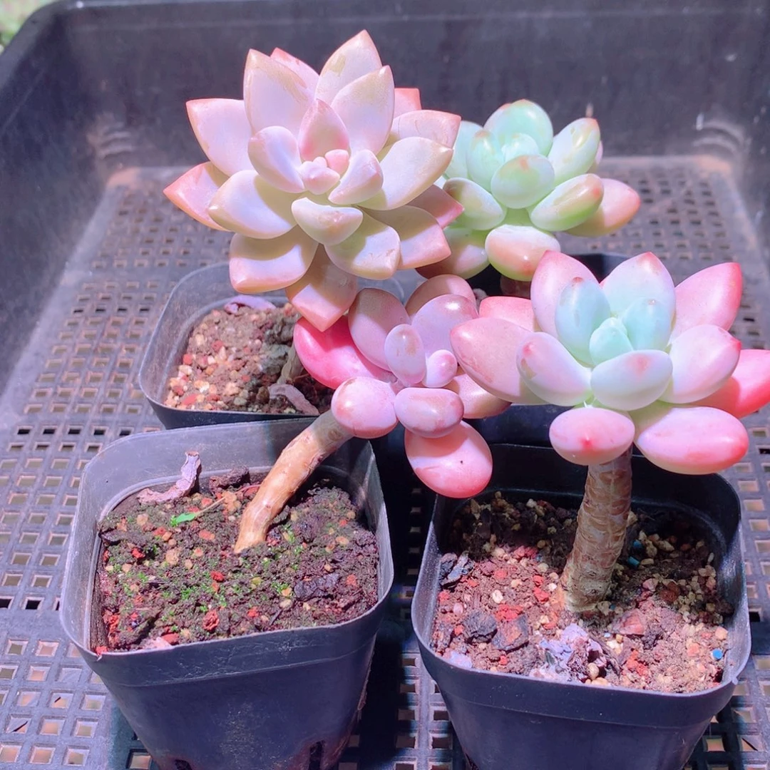 乐然31-240 框拍4颗