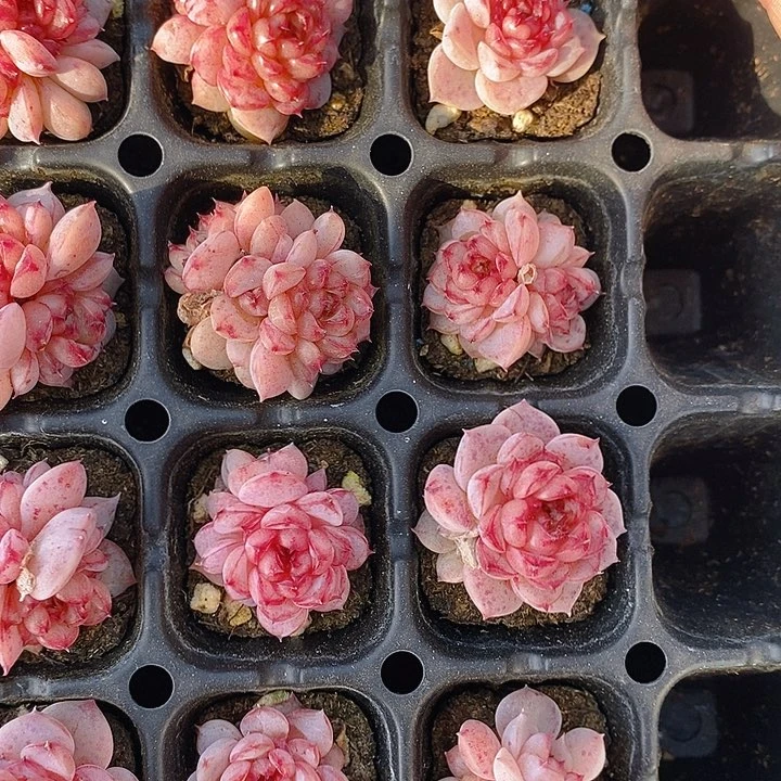 326 多肉植物盆栽花卉植物