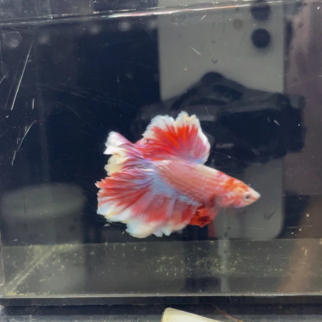 海水鱼Hahahhaha 515