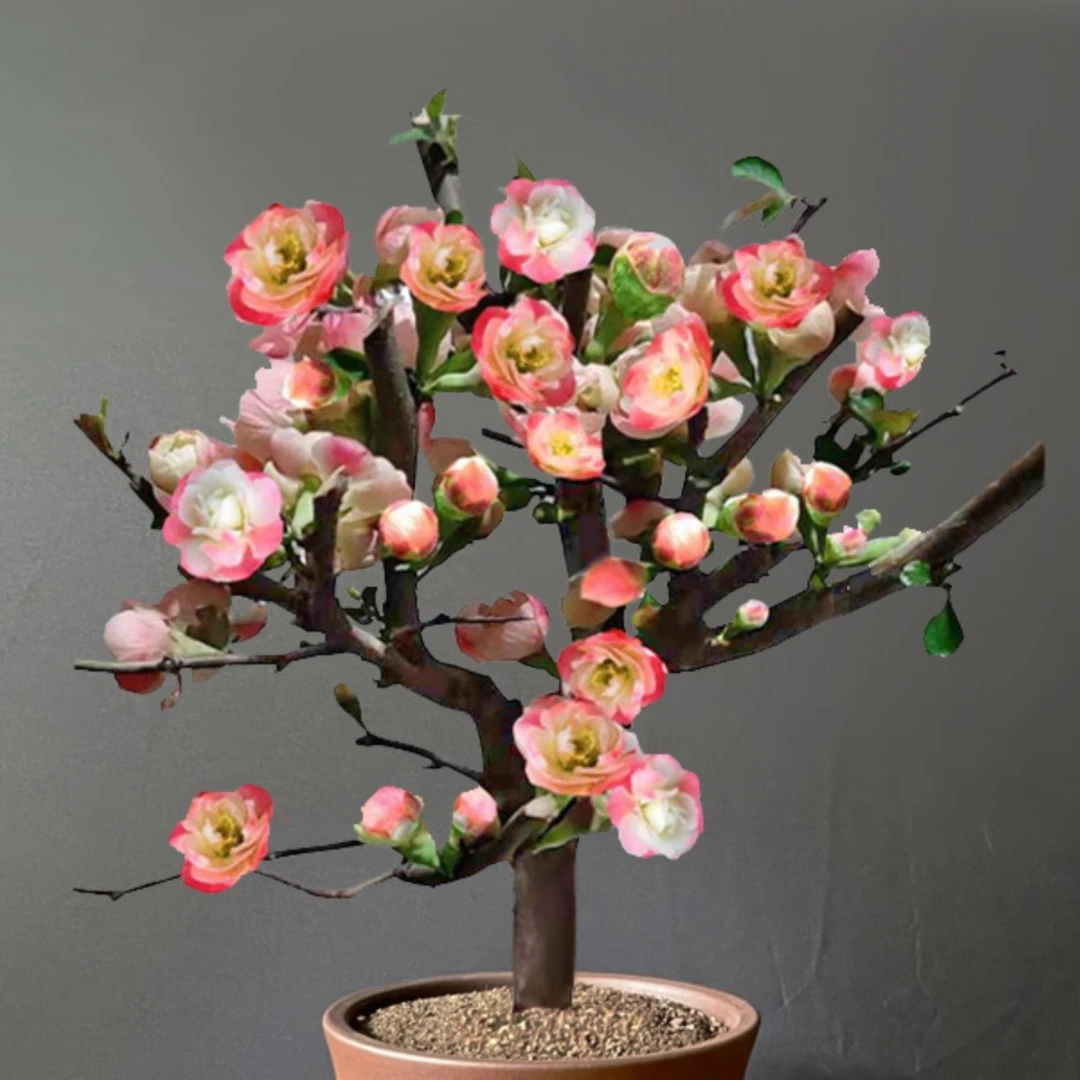 彩玉海棠花盆栽树苗老桩盆景庭院阳台种植重瓣变色海棠花四季耐寒