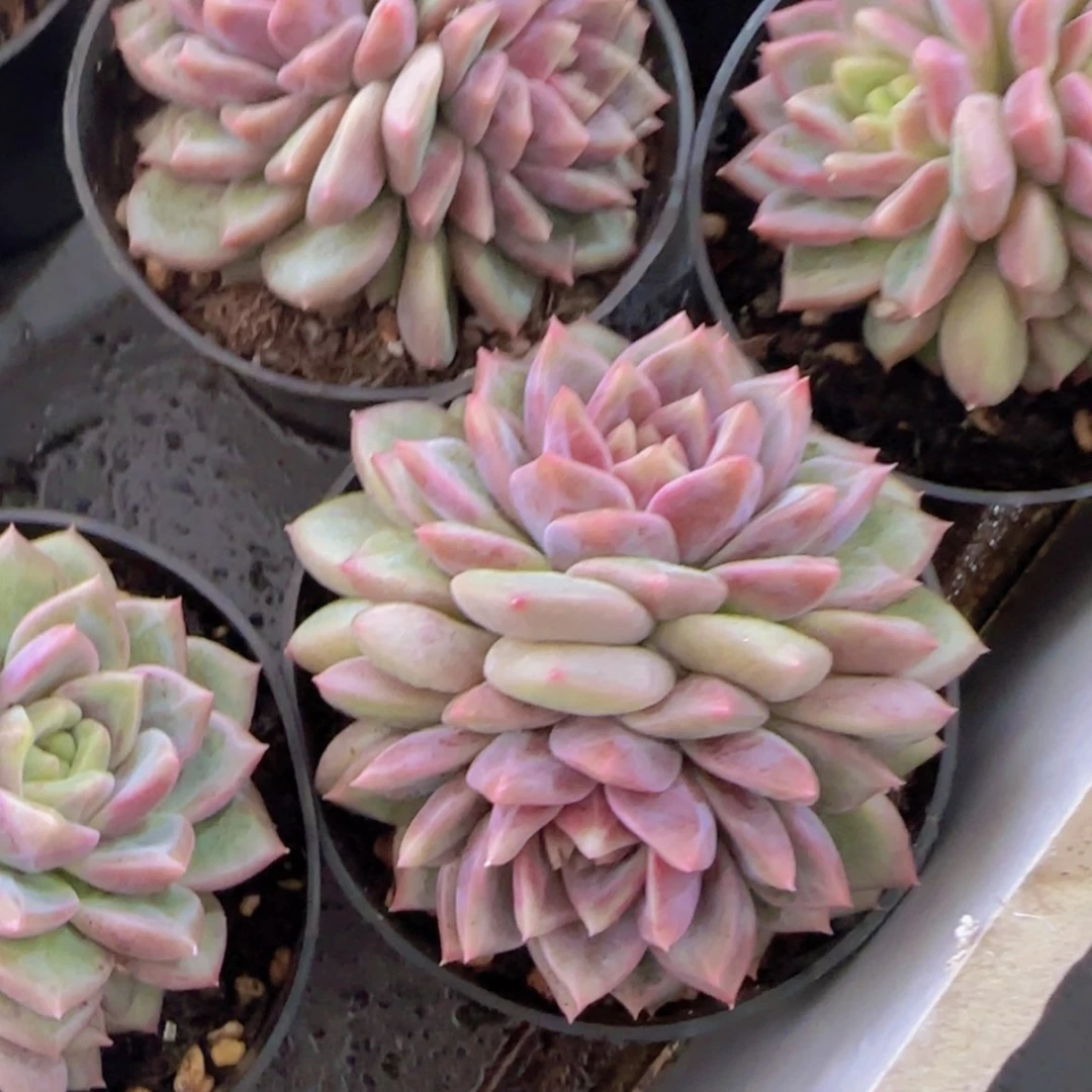 【闪购商品】双头紫雪