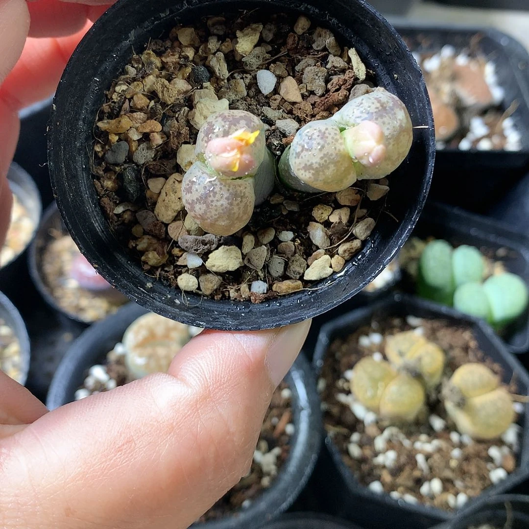 K396多肉植物保护