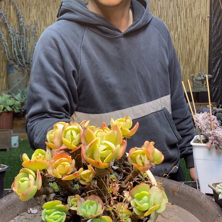 B***️87号碧桃多肉植物