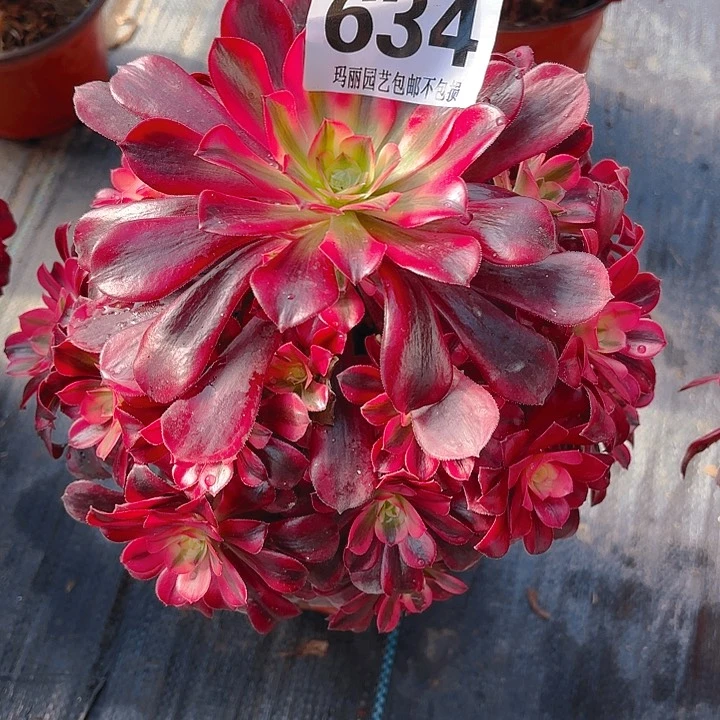 【闪购商品】吾*634美杜莎2-10