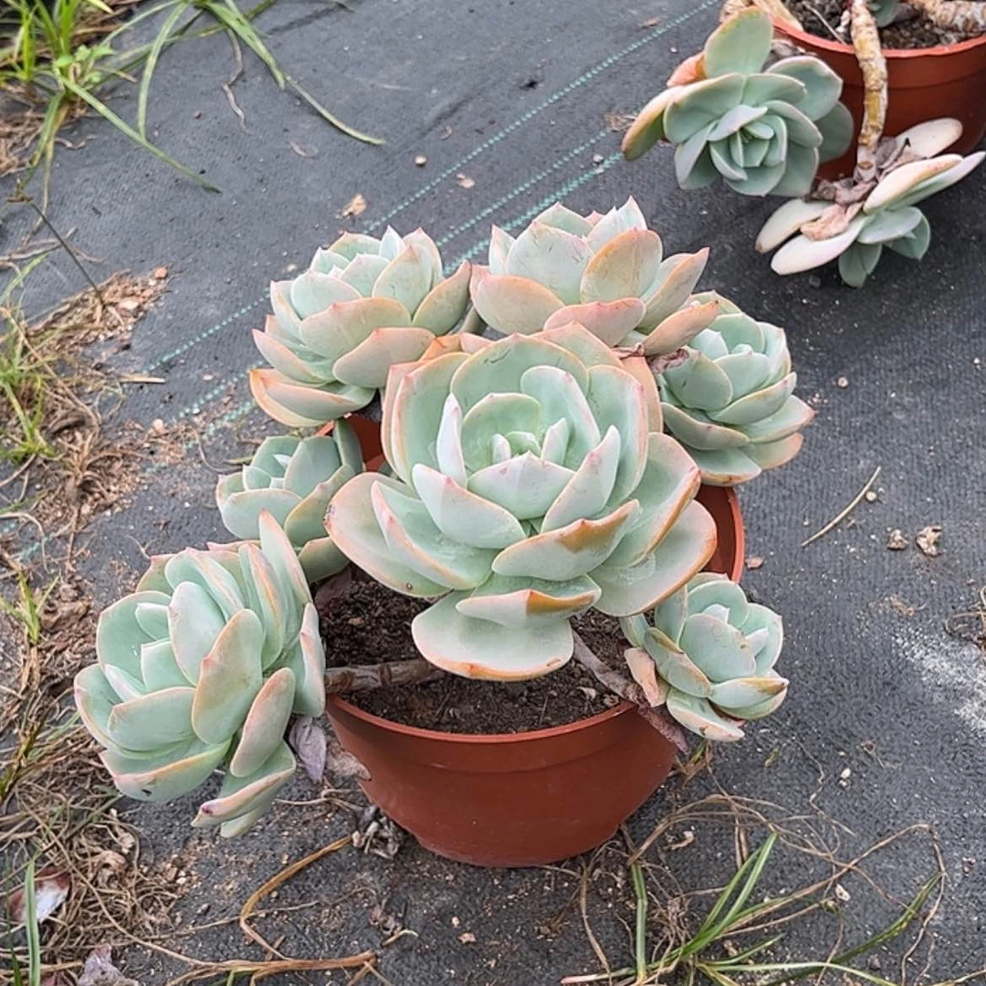 【闪购商品】无花朵用****0