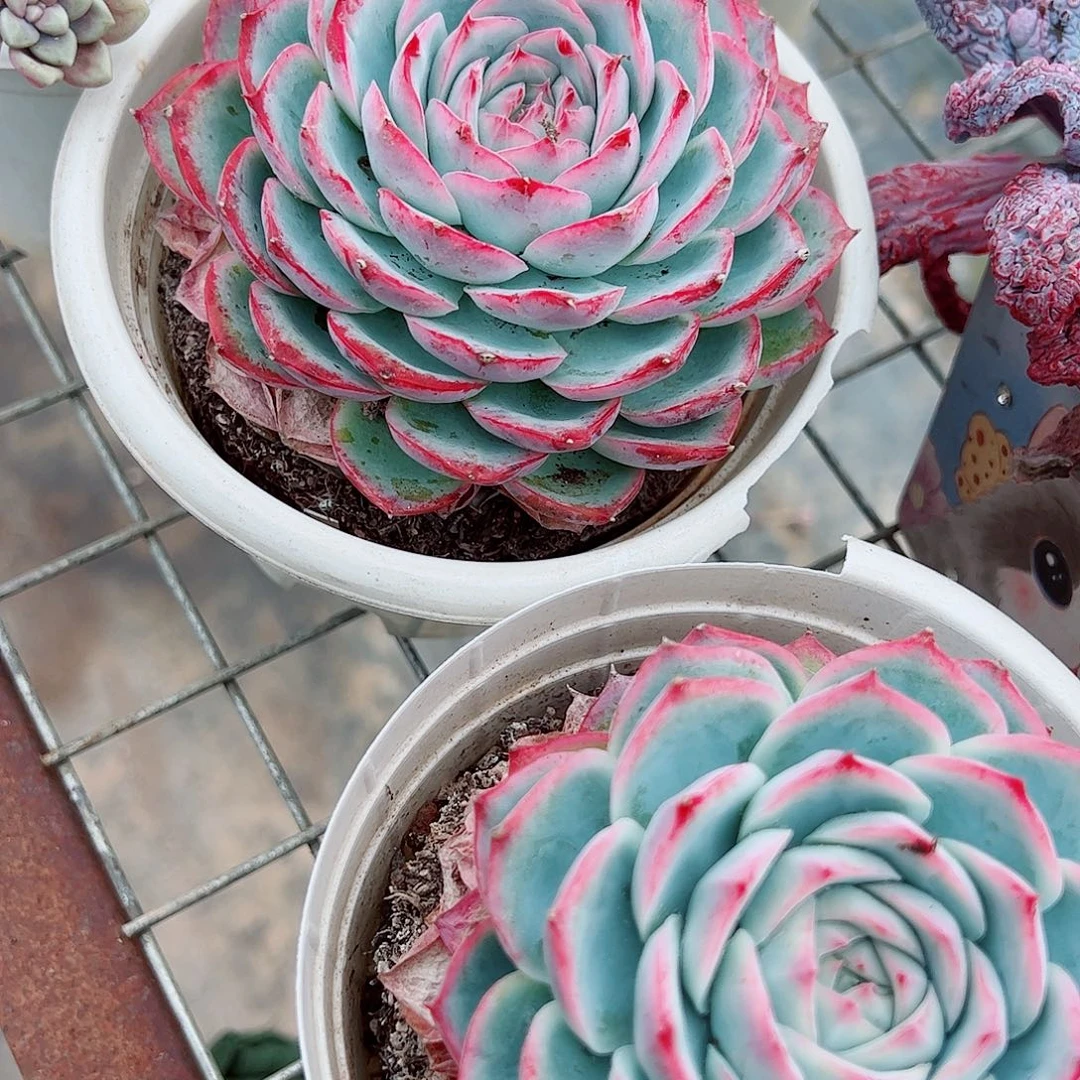 侧影大单头精品特价