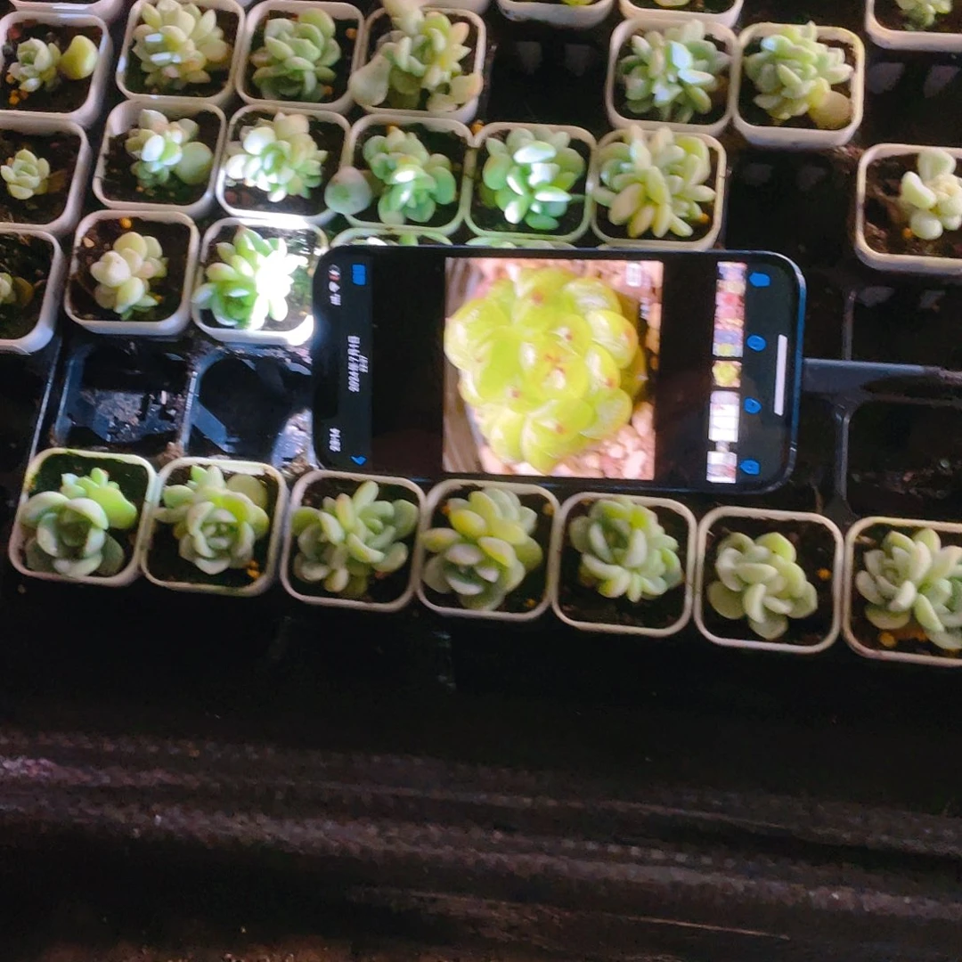 T3000 双头中盆一个满25包邮