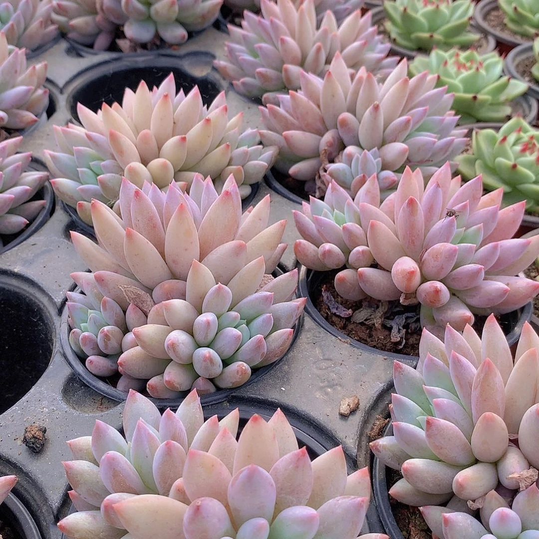 所罗门345788990000