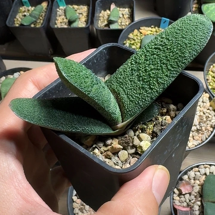 一大型旋转黑莺亚成株