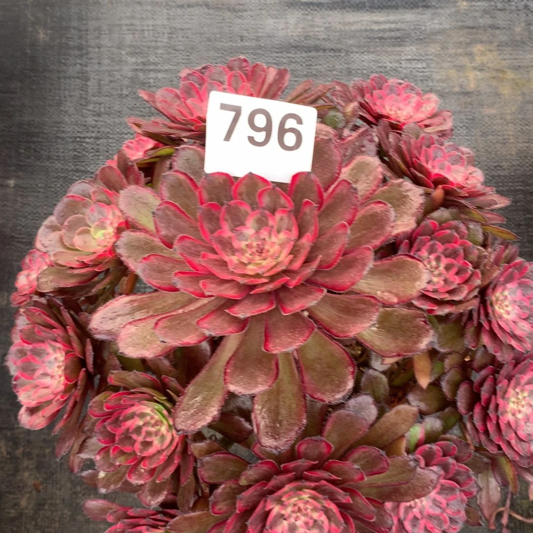 紫霞仙子796法师多肉