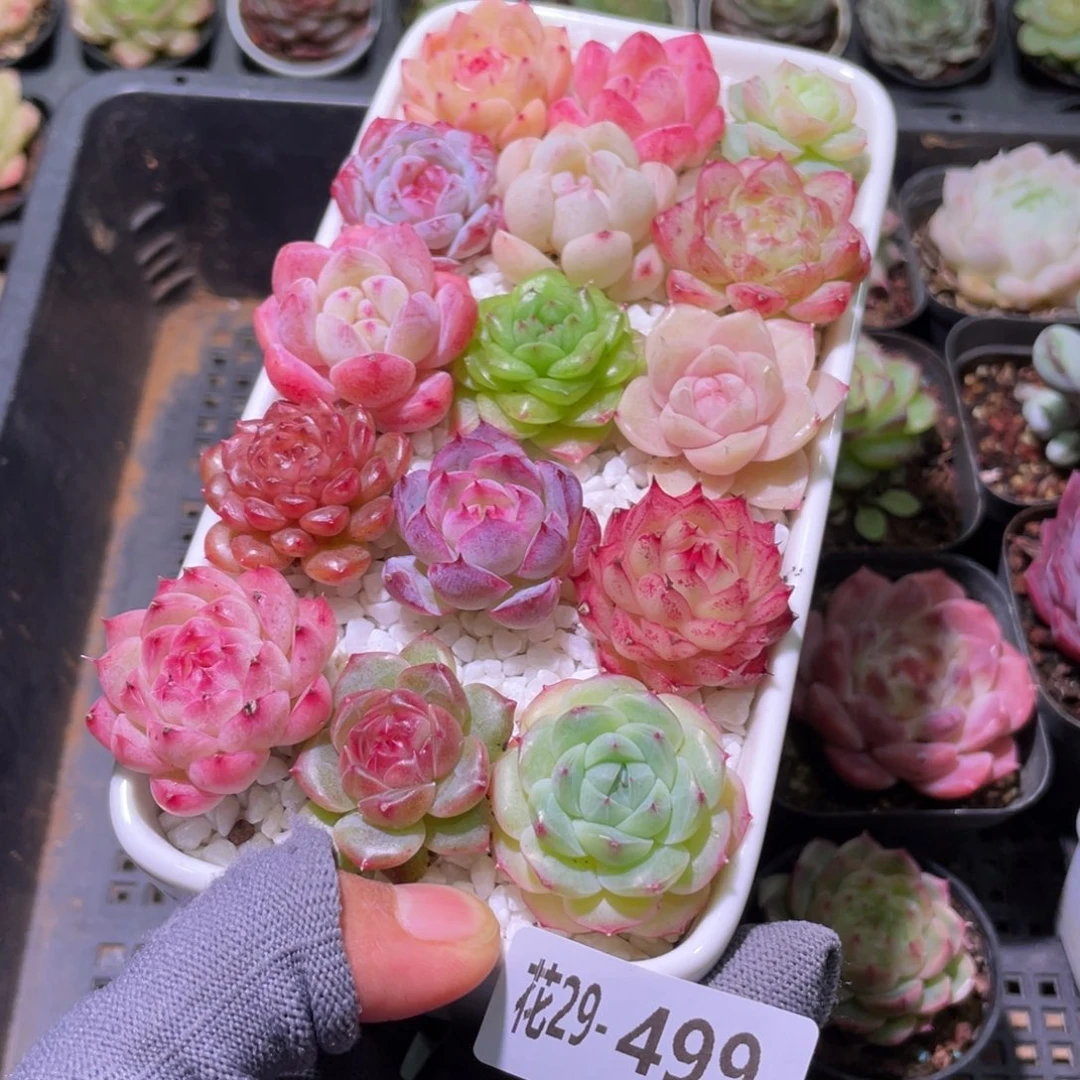 花利美29-499拼盘套餐