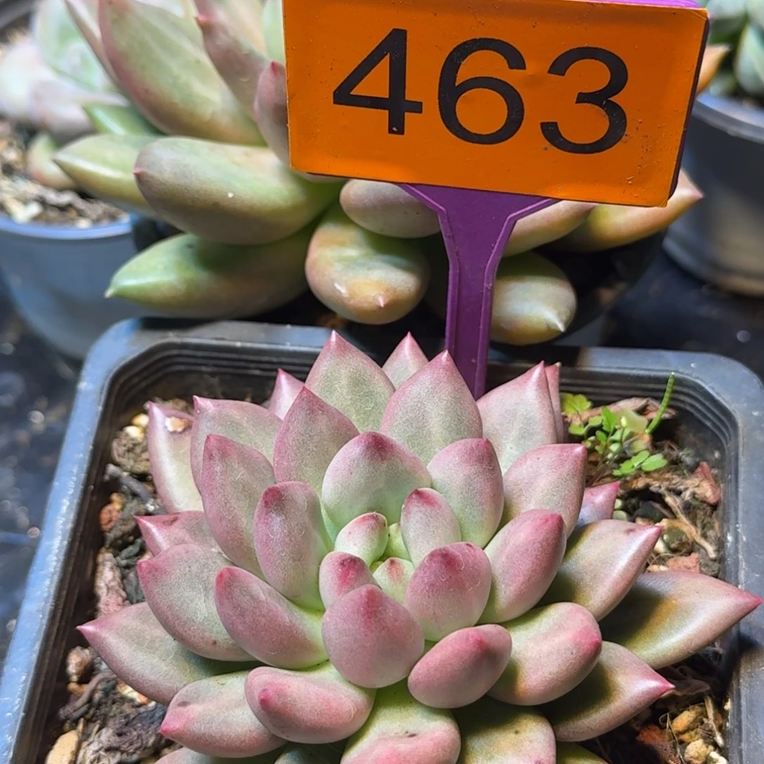 爱***喵多肉植物米其林463