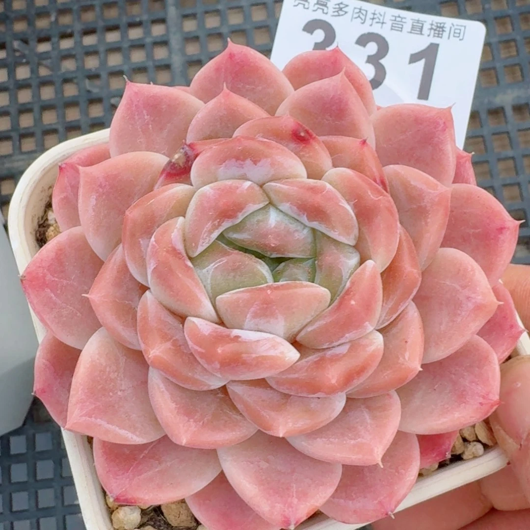 抹茶冰魄         多肉植物