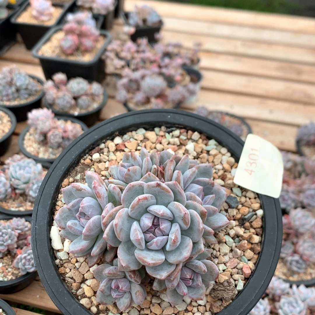 10厘米有砍七头石榴籽 捧花 4301