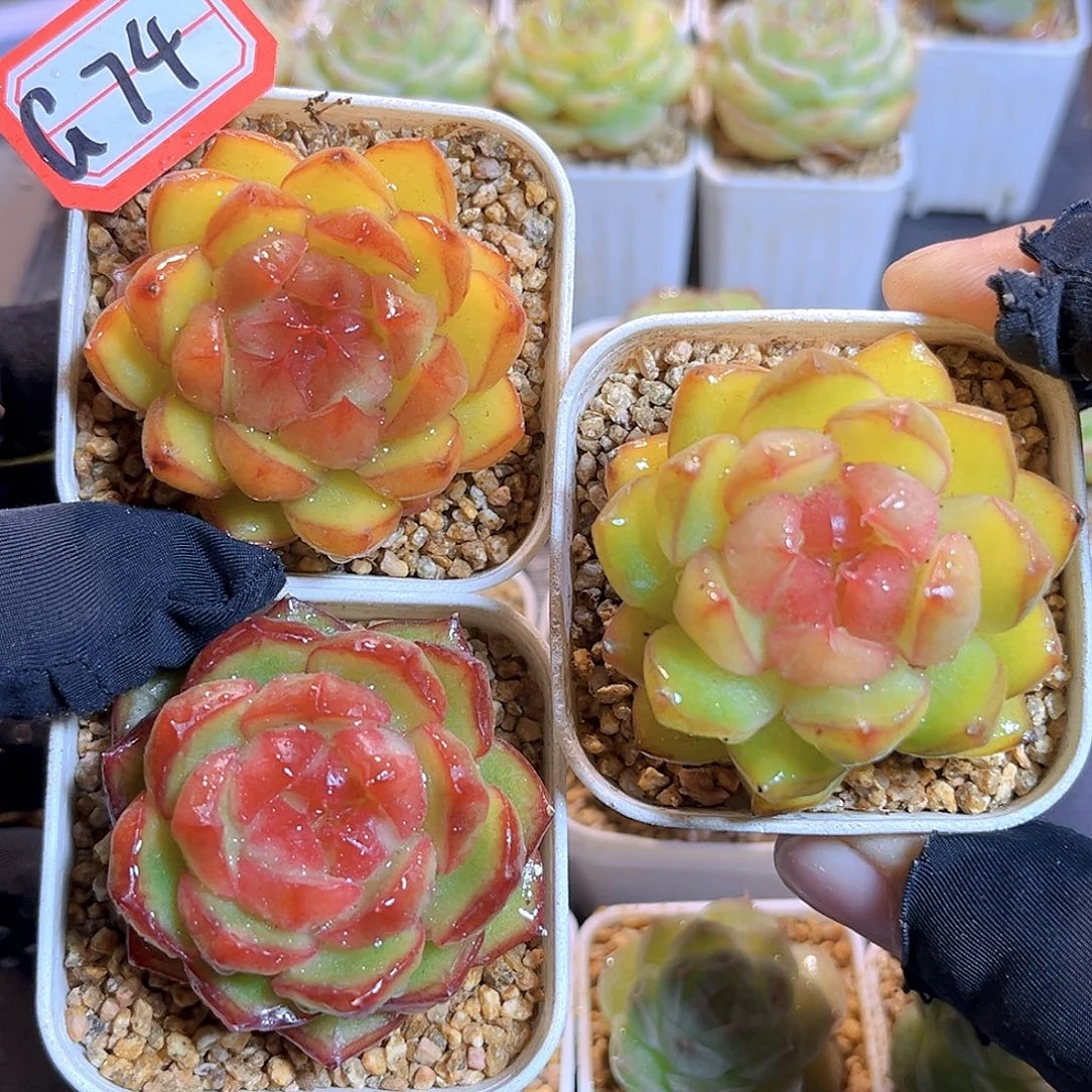 G74一物一拍  彩虹糖 多肉3个