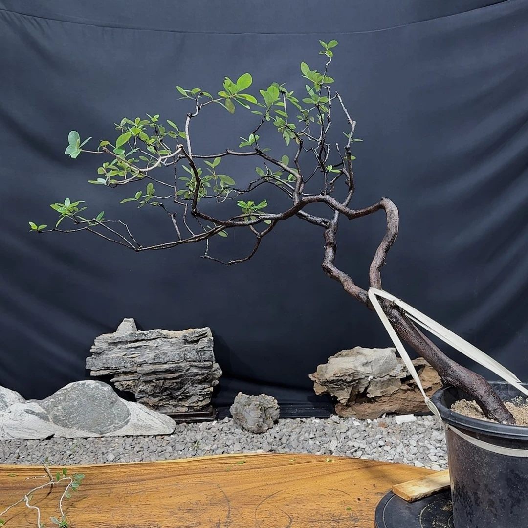 完全开放春花双杆矮飘熟桩