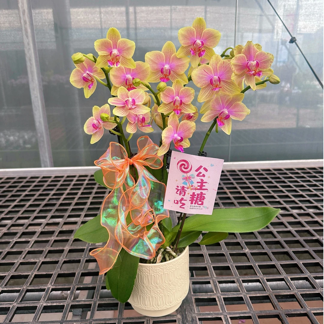 【香冠（蜡质花）】好养易活包邮精致优雅蝴蝶兰室内盆栽