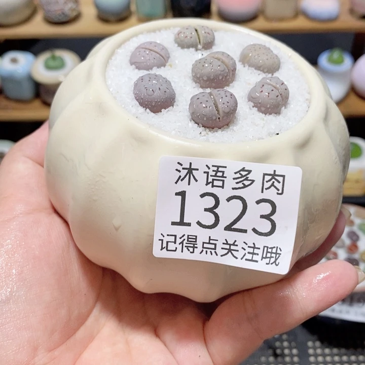 带盆土植物 精美盆栽1323