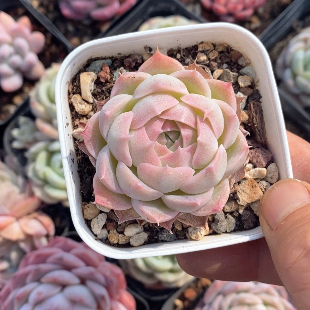 精品多肉一物一拍不包整172