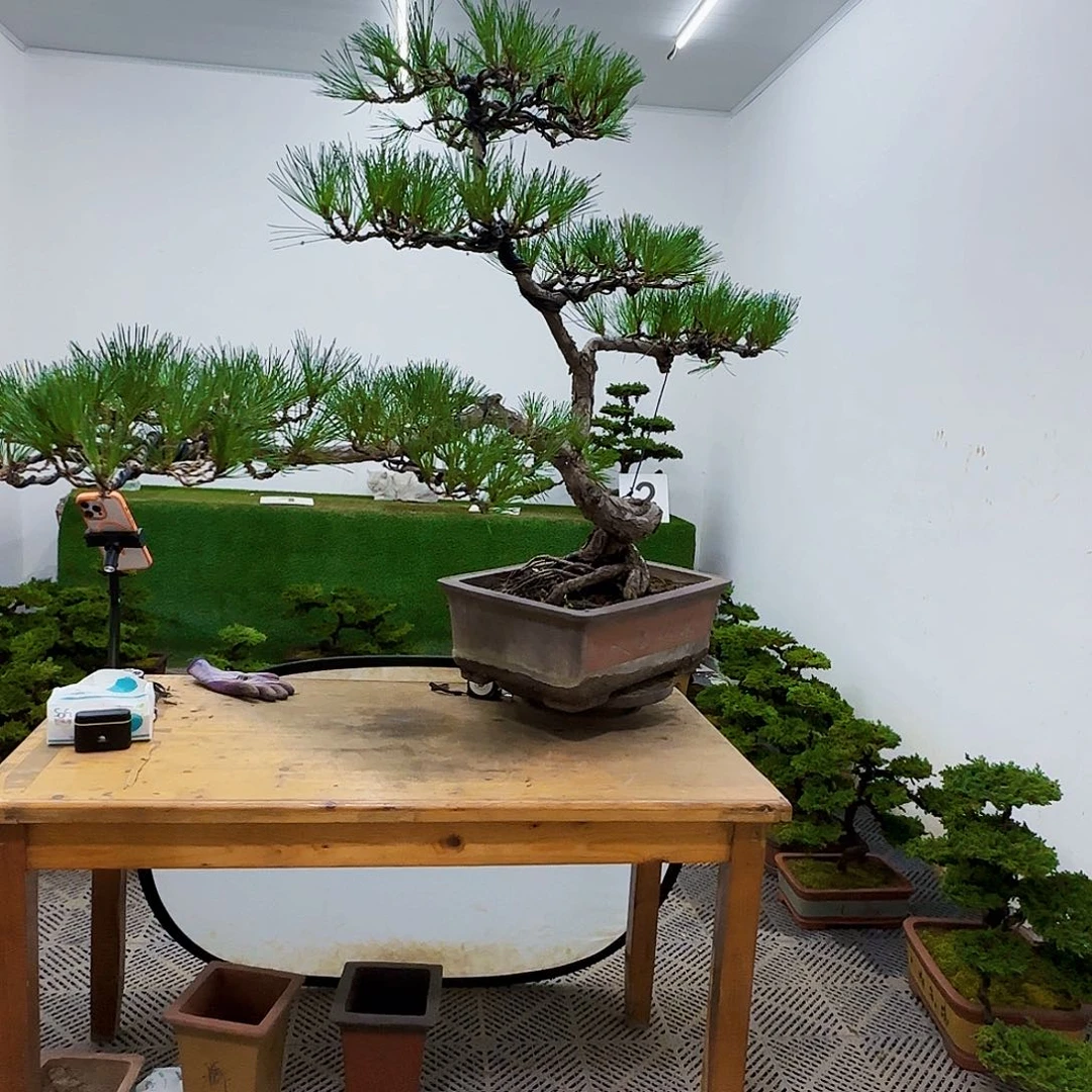 盆景盆景盆景盆景