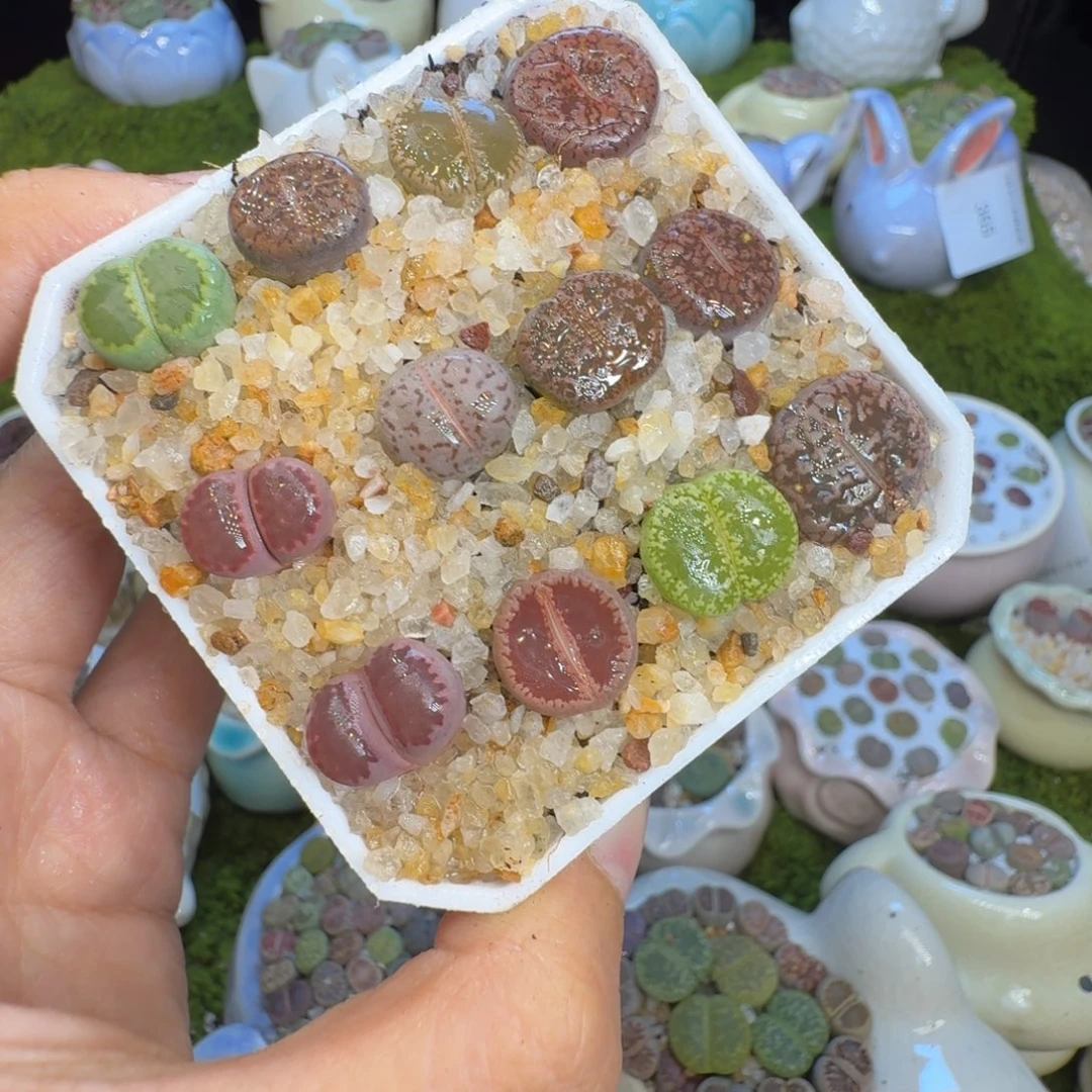 多肉植物福利冲337