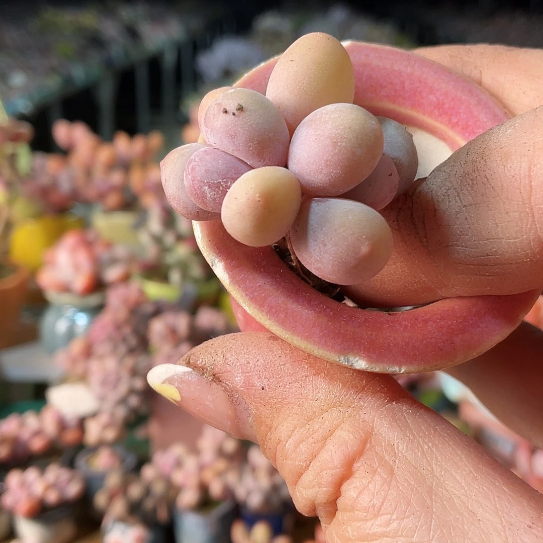 顺****?多肉植物的生长发育与生长发育的
