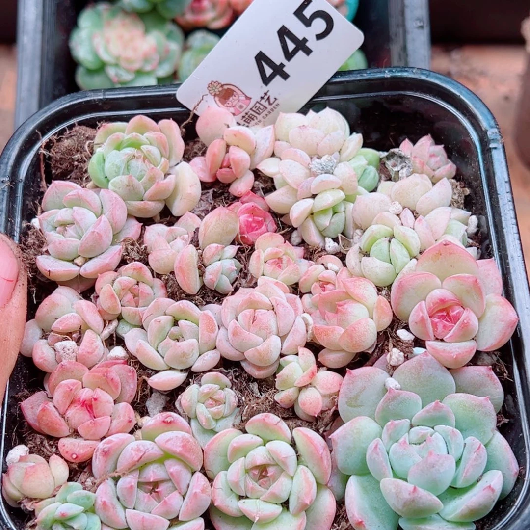 多肉植物多肉植物