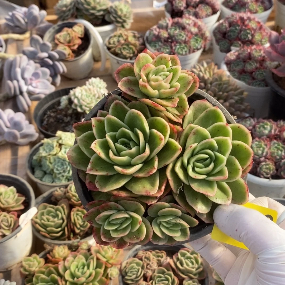 123冰玫瑰一物一拍