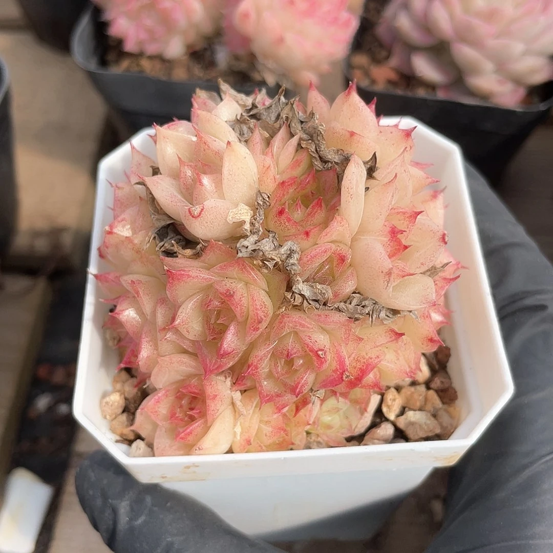 优选麦秆福利884