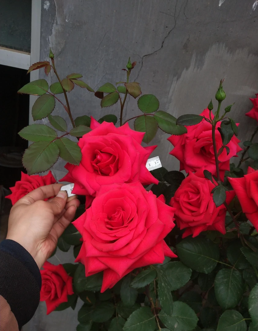 大花浓香月季花亚力克红非常香四季开玫瑰花苗室内室外盆栽观花