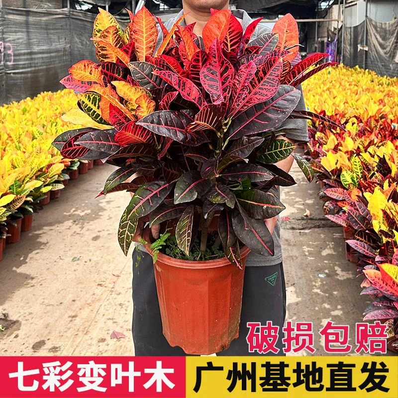 变叶木盆栽七彩火焰洒金榕庭院花园阳台绿化造景植物木苗室内绿植