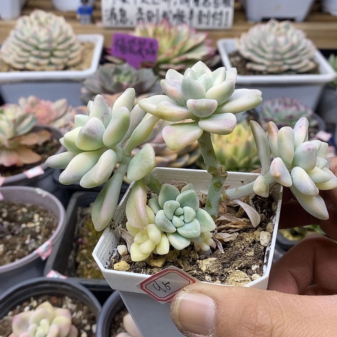 3095 奶酪蛋糕锦群