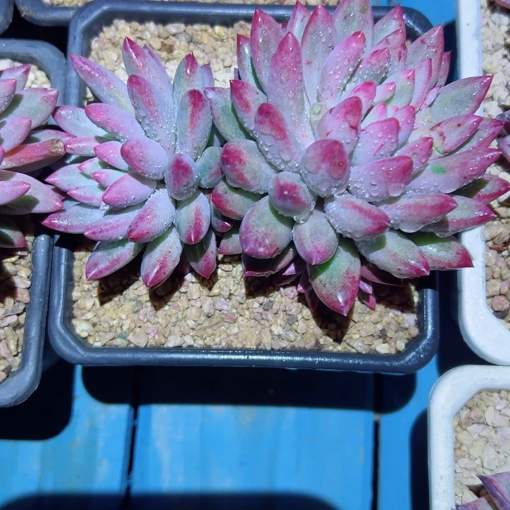 精品多肉植物老桩