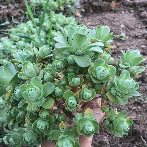 秋*山地玫瑰二棵多肉12
