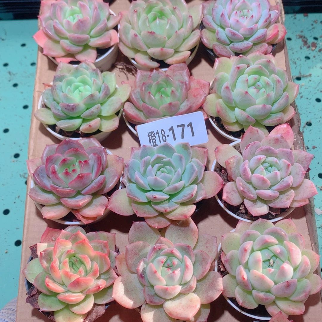 18-171一物一拍多肉带盆18颗