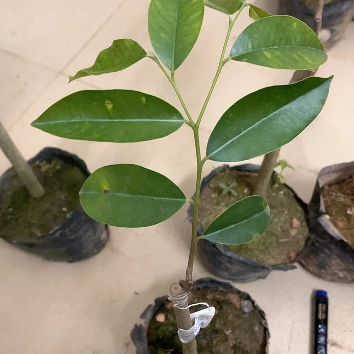 完全开放66666666667