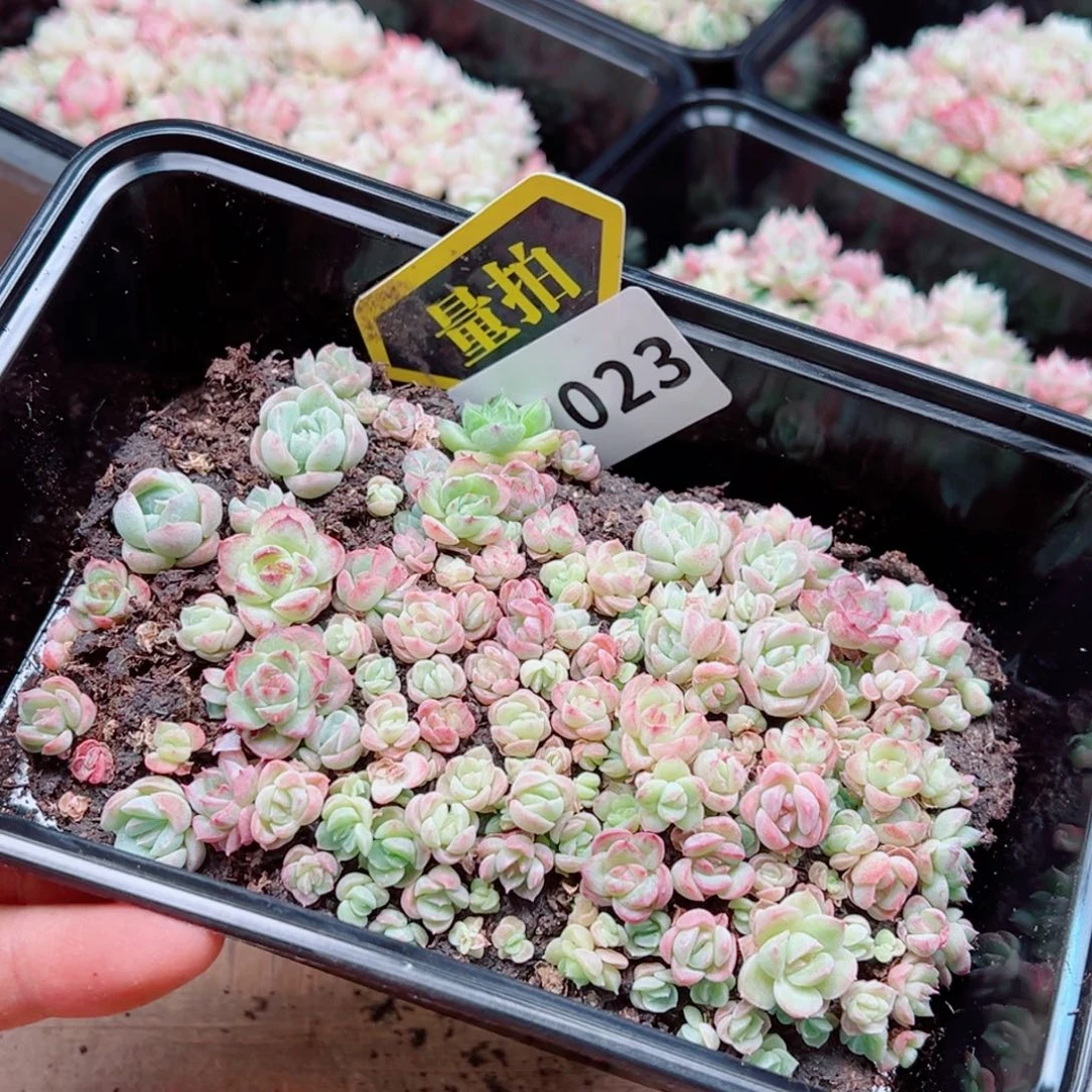 多肉植物多肉植物
