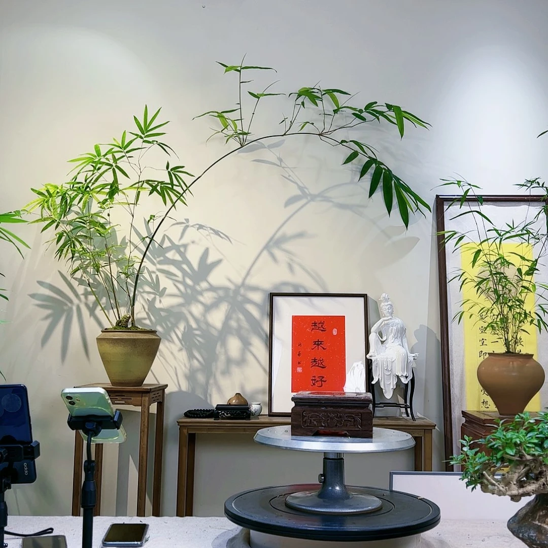 R**h老桩精品竹盆景