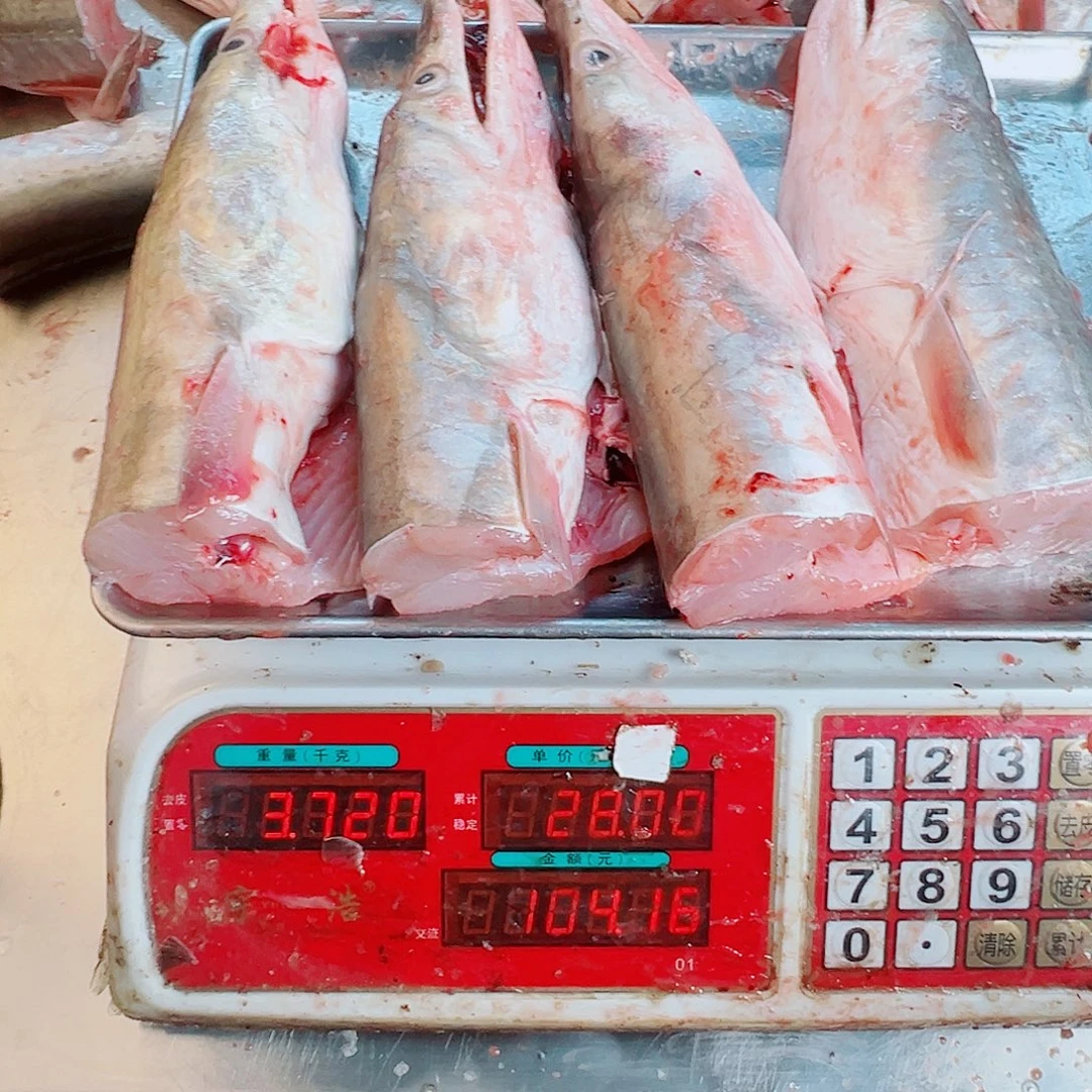 中国大陆四个鳗鱼头