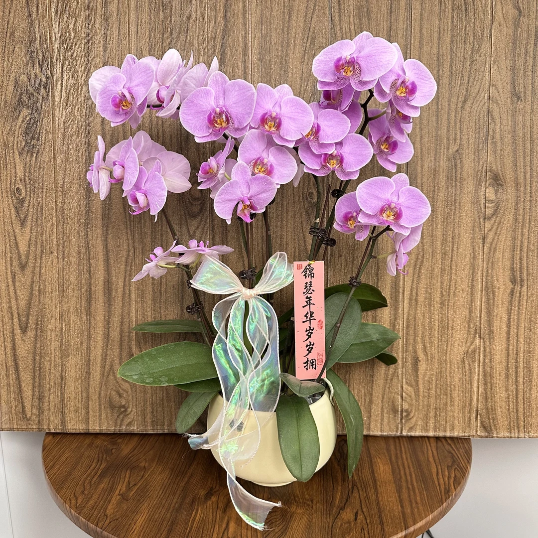 花无缺 明日之星  蝴蝶兰 室内精品观赏花卉组盆 真花