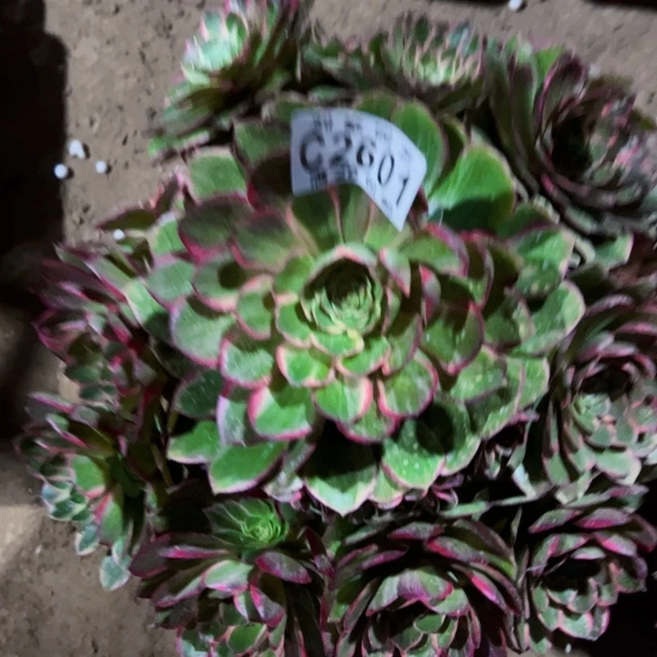 2601莲花座多肉植物法师