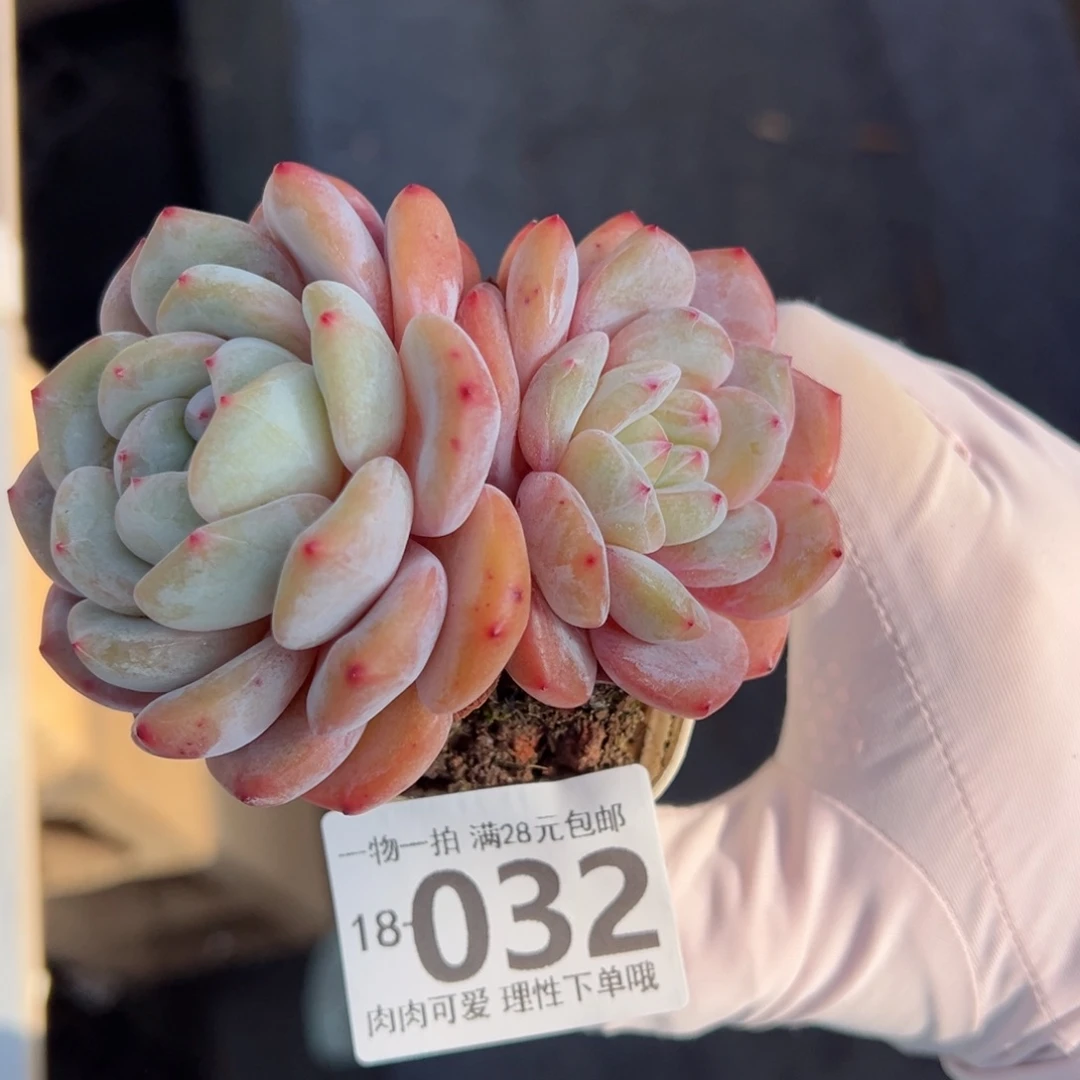 雪影多肉多肉多肉多肉