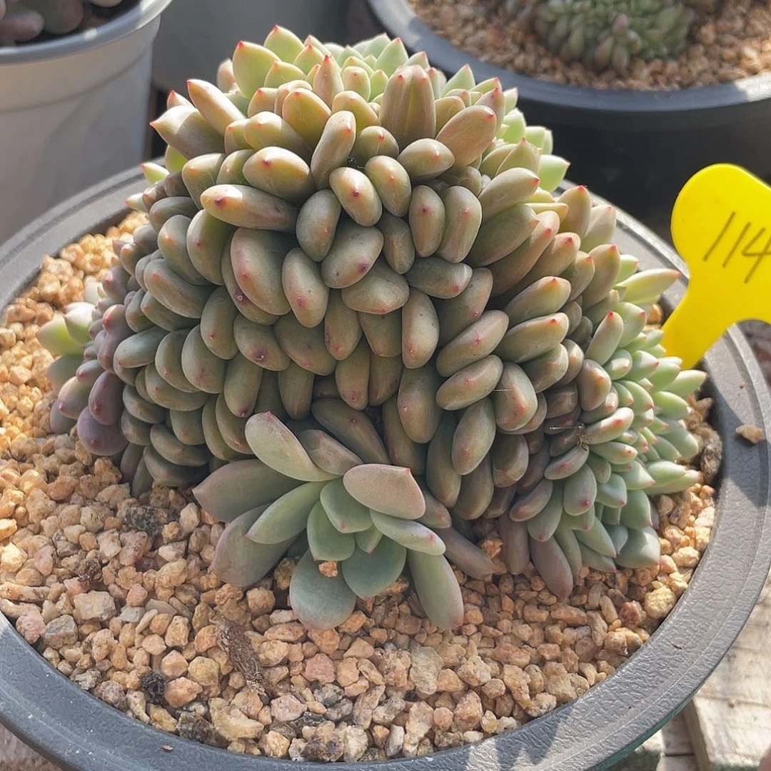 实生凌雪缀化多肉114