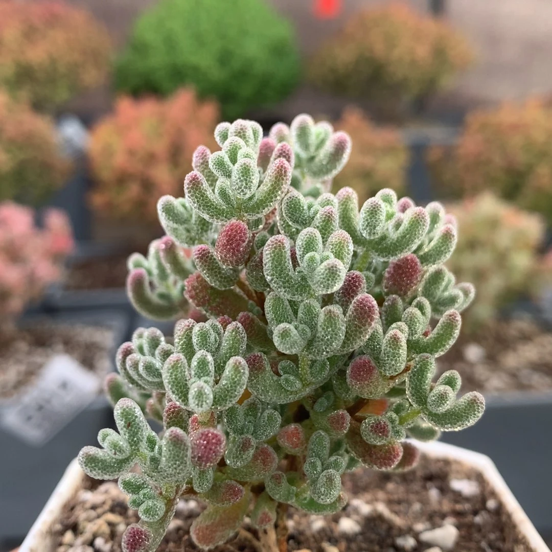 c059冰晶杂枝干番杏