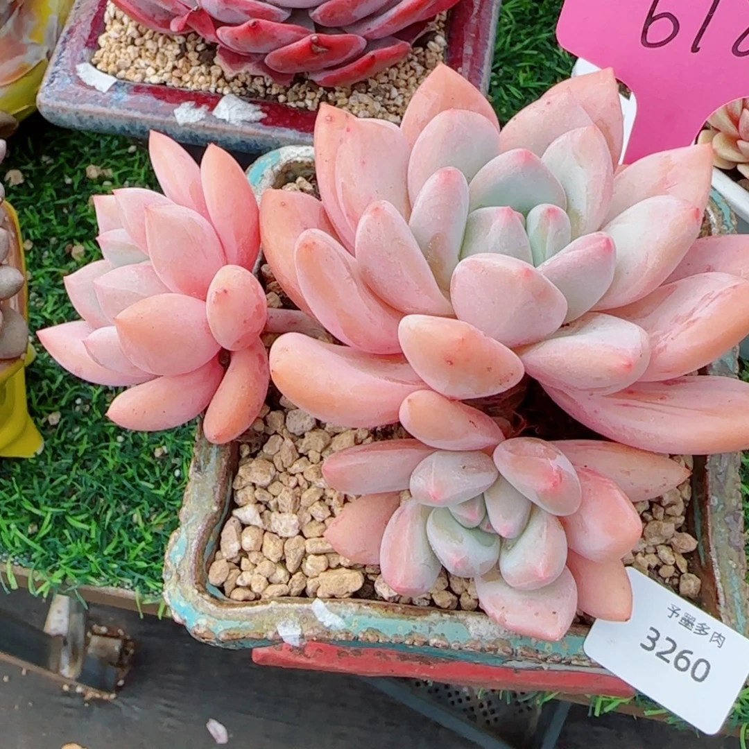 香卡，3260多肉植物