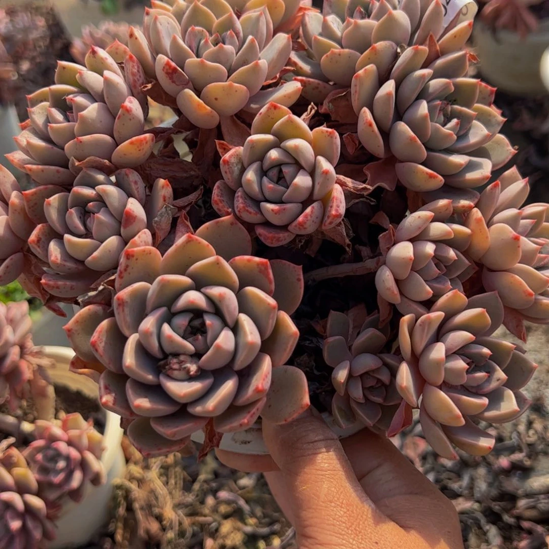 红粉佳人多头大盆群多肉